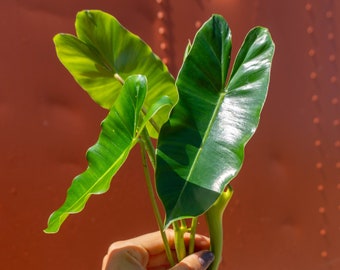 Burle Marx Philodendron Cutting | Air Roots w/ Multiple Nodes | Indoor & Outdoor Live Tropical House plant | Easy Care Starter Plant