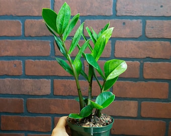 ZZ Plant with 4" inch Potted Live Houseplant | Zamioculcas Zamiifolia | Indoor and Outdoor Live House Plant | Rooted Easy Care Starter Plant