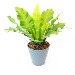 Bird's Nest Fern Asplenium nidus 6 Pot Indoor & Outdoor Live House plant Rooted Easy Care Starter Plant image 5