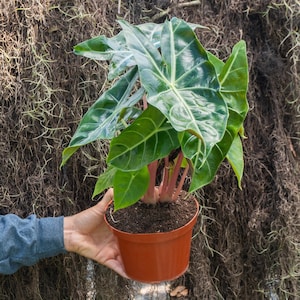 Alocasia Morroco Pink Dragon in 4&quot; or 6&quot; Pot | Indoor and Outdoor Live Tropical House Plant | Rooted Easy Care Plant