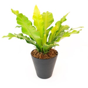 Bird's Nest Fern Asplenium nidus 6 Pot Indoor & Outdoor Live House plant Rooted Easy Care Starter Plant image 7