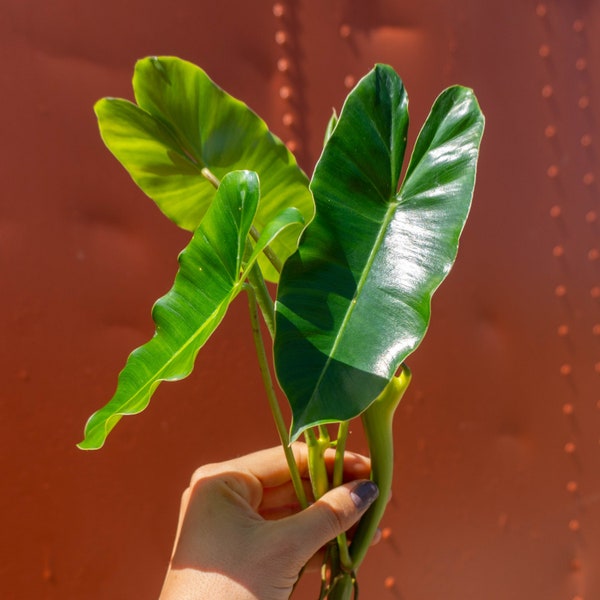 Burle Marx Philodendron Cutting | Air Roots w/ Multiple Nodes | Indoor & Outdoor Live Tropical House plant | Easy Care Starter Plant