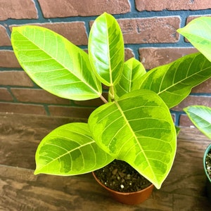 Ficus Altissima Vareigated Yellow Gem in 4" or 6" Pot | Indoor & Outdoor Live Tropical House plant | Rooted Easy Care Starter Plant