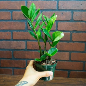 ZZ Plant with 4&quot; inch Pot Live Houseplant | Zamioculcas Zamiifolia | Indoor and Outdoor Live House Plant | Rooted Easy Care Starter Plant