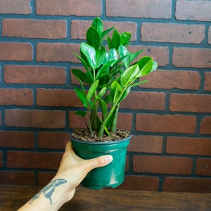 May include: A vibrant green ZZ plant in a dark green plastic pot. The plant has multiple stems with glossy, oval-shaped leaves. The pot is held in front of a brick wall background.