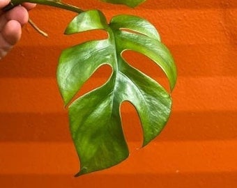 MONSTERA GINNY cutting | Mini Split Leaf Rhaphidophora tetrasperma | Indoor/Outdoor Live Tropical House plant | Easy Care Starter Vine