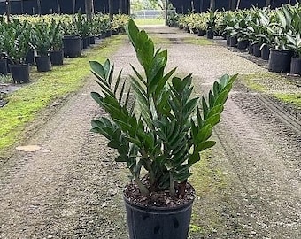 ZZ Plant in Large 8&quot; Pot | Zamioculcas Zamiifolia | Live Houseplant | Indoor and Outdoor House Plant | Rooted Easy Care Plant