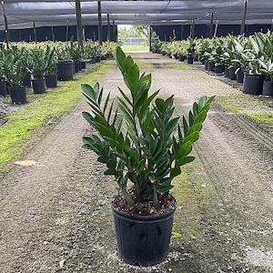May include: A green ZZ plant in a black plastic pot. The plant is growing in a greenhouse setting.