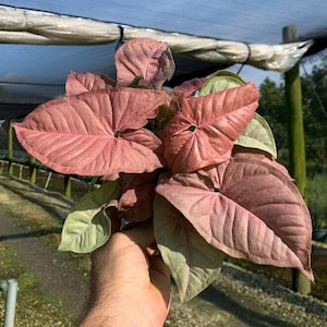 May include: A close-up of a pink and green tropical houseplant with large, heart-shaped leaves. The plant is being held by a hand.
