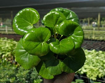 Farfugium Gigantea - Live Tropical Houseplant | Indoor Home Decor | Easy Care Rooted in 6" Pot