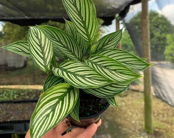 May include: A small potted plant with green and white striped leaves. The plant is being held in a person's hand.
