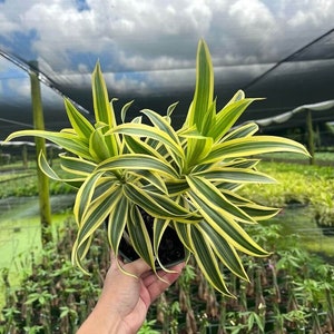 May include: A potted Dracaena plant with long, variegated green and yellow leaves. The plant is held in a black pot, set against a backdrop of a nursery with a cloudy sky above.