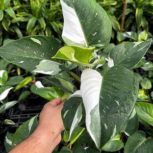 May include: A variegated houseplant with large, white and green leaves. The plant is being held by a hand.