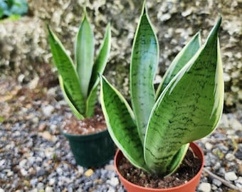 SNAKE PLANT Sansevieria Snow White with 4 or 6 inch Pot | Night Owl | LIVE Houseplant | Mother-In-Law’s Tongue | Easy Care Plant