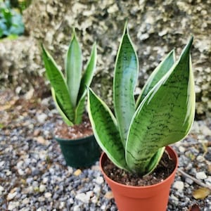 SNAKE PLANT Sansevieria Snow White with 4 or 6 inch Pot | Night Owl | LIVE Houseplant | Mother-In-Law’s Tongue | Easy Care Plant