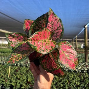 May include: A close-up of a vibrant Aglaonema plant with large, colorful leaves. The leaves display a striking pattern of pink, red, and green hues. The plant is held against a backdrop of a greenhouse with other plants.