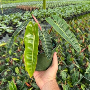 May include: A green potted plant with large, dark green leaves with lighter green veins. The plant is being held by a hand in a greenhouse setting.