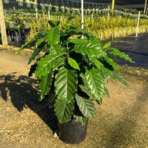 Arabica Coffee Plant in Large 8&quot; Pot | Live Indoor & Outdoor Tropical Houseplant | Home and Office Decor | Easy Care Plant