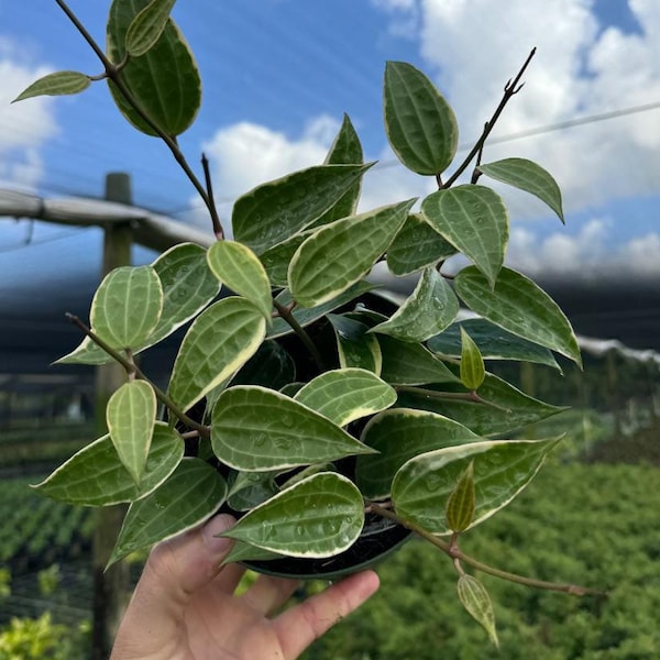 Hoya Macrophylla Variegated | Live Indoor & Outdoor Tropical Houseplant | Home and Office Decor | Rooted Easy Care in Pot and Hanging Basket