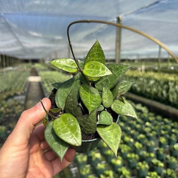 Hoya Black Margin | Live Indoor & Outdoor Tropical Houseplant | Home and Office Decor | Rooted Easy Care in Pot and Hanging Basket