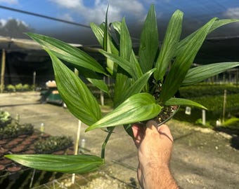 Silver Stripe Pothos | Live Indoor and Outdoor Tropical House Plant | Home and Office Decor |Devils Ivy Vine | Air Purifying Plant in 6” Pot