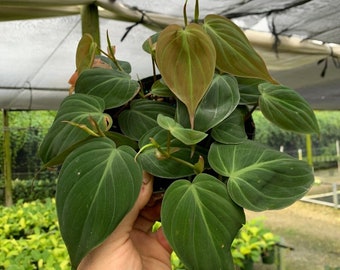 May include: A close-up of a Philodendron Birkin plant with dark green leaves and a reddish-brown hue on the underside. The plant is being held in a hand.