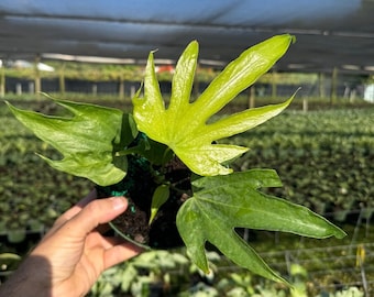 Anthurium Fingers Plant | Live Tropical Houseplant | Outdoor and Indoor Home & Office Decor | Easy Care Rooted in 6" inch Pot