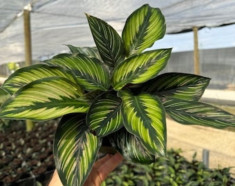 May include: A green and white striped Calathea plant with large, oval leaves. The plant is being held in a person's hand.