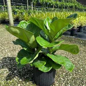 May include: A potted fiddle leaf fig plant with large, green leaves. The plant is in a black plastic pot and is sitting on a bed of gravel.