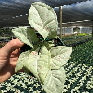 May include: A small potted plant with large, variegated leaves. The leaves are a light green with white and pink speckles. The plant is in a green plastic pot.
