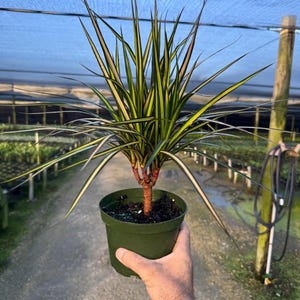 May include: A potted Dracaena plant with long, slender green and yellow striped leaves. The plant is in a dark green plastic pot and held by a person's hand. The plant has a reddish-brown stem.