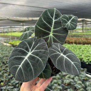 May include: A close-up of a dark green velvet leaf plant with prominent white veins. The plant is being held in a person's hand.