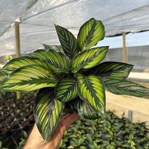 May include: A green and white striped Calathea plant with large, oval leaves. The plant is being held in a person's hand.