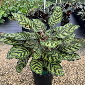 May include: A potted green and yellow striped Calathea plant with dark green stripes. The plant is in a black plastic pot.