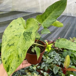 Philodendron Paraiso Verde - Etsy