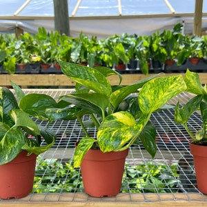 May include: Three potted golden pothos plants with variegated green and yellow leaves. The plants are in small terracotta pots and are sitting on a wire mesh surface.