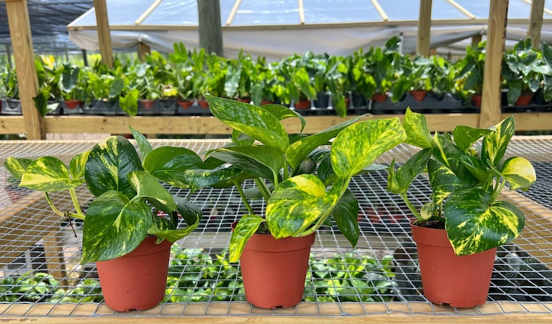 May include: Three potted golden pothos plants with variegated green and yellow leaves. The plants are in small terracotta pots and are sitting on a wire mesh surface.