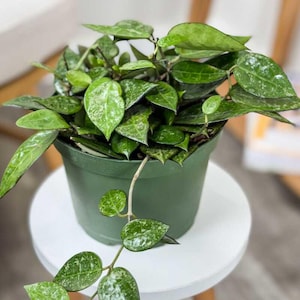 Op de afbeelding: Een groene plant in een pot met hangende ranken en bonte bladeren. De plant staat in een groene plastic pot en staat op een witte kruk.