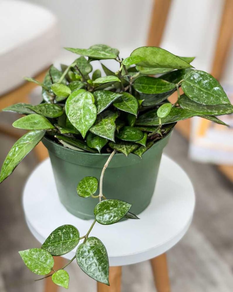 Op de afbeelding: Een groene plant in een pot met hangende ranken en bonte bladeren. De plant staat in een groene plastic pot en staat op een witte kruk.