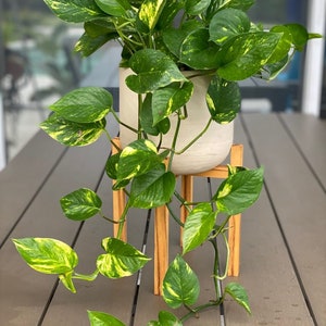 May include: A potted plant with variegated green and yellow leaves sits on a wooden plant stand. The plant is a pothos, a popular houseplant known for its trailing vines.