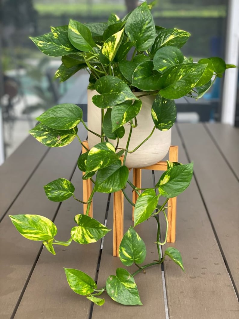 May include: A potted plant with variegated green and yellow leaves sits on a wooden plant stand. The plant is a pothos, a popular houseplant known for its trailing vines.