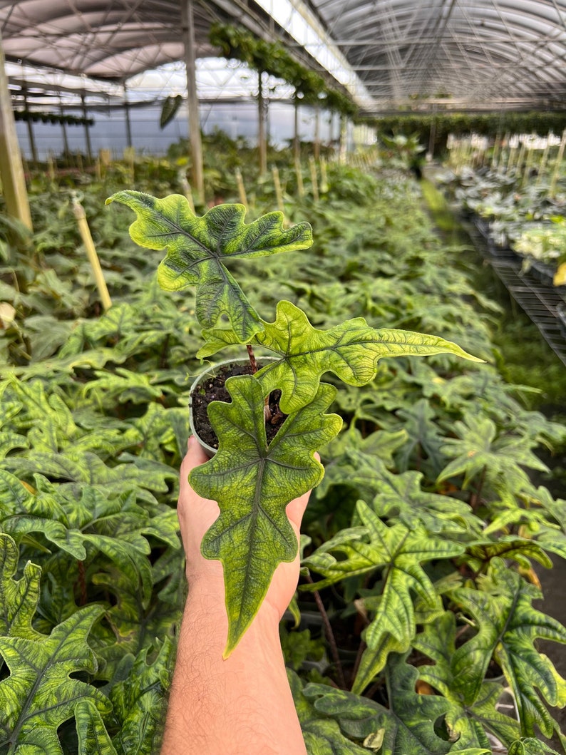 Alocasia Jacklyn Elephant Ears in 4” and  6" inch Pot | Indoor & Outdoor Live Tropical House plant | Rooted Easy Care Starter Plant