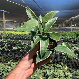 May include: A variegated plant with green and white leaves in a small pot. The plant is a type of vine and has long stems.