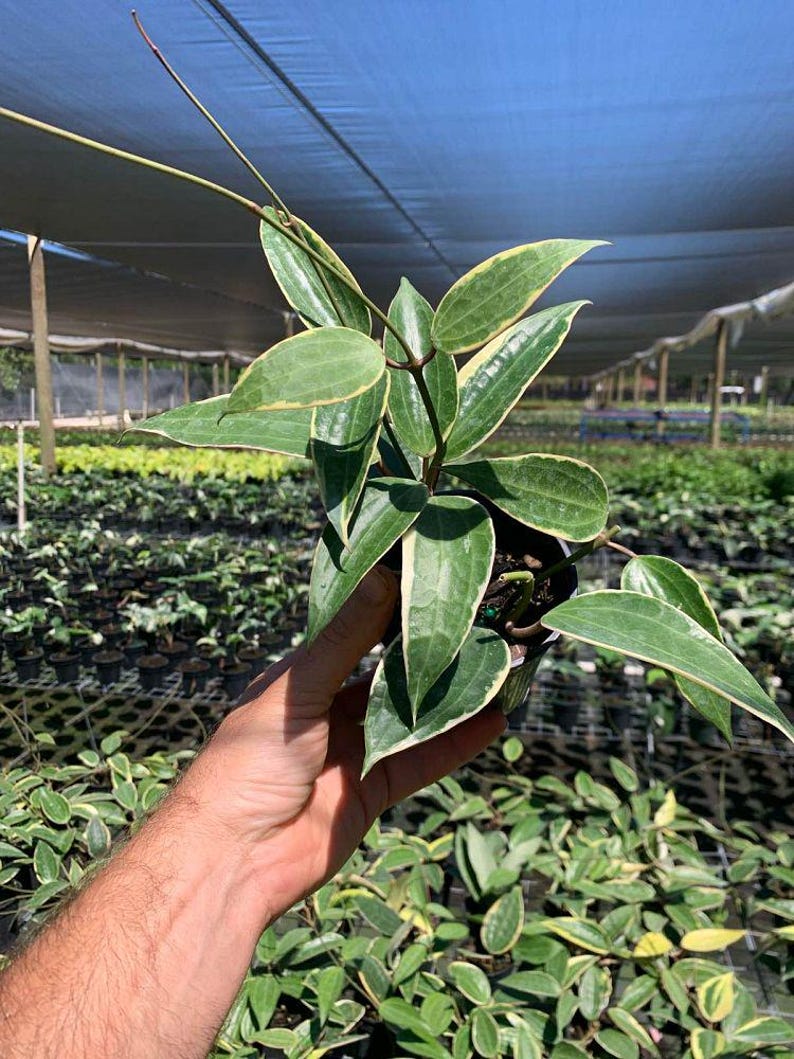 May include: A variegated plant with green and white leaves in a small pot. The plant is a type of vine and has long stems.