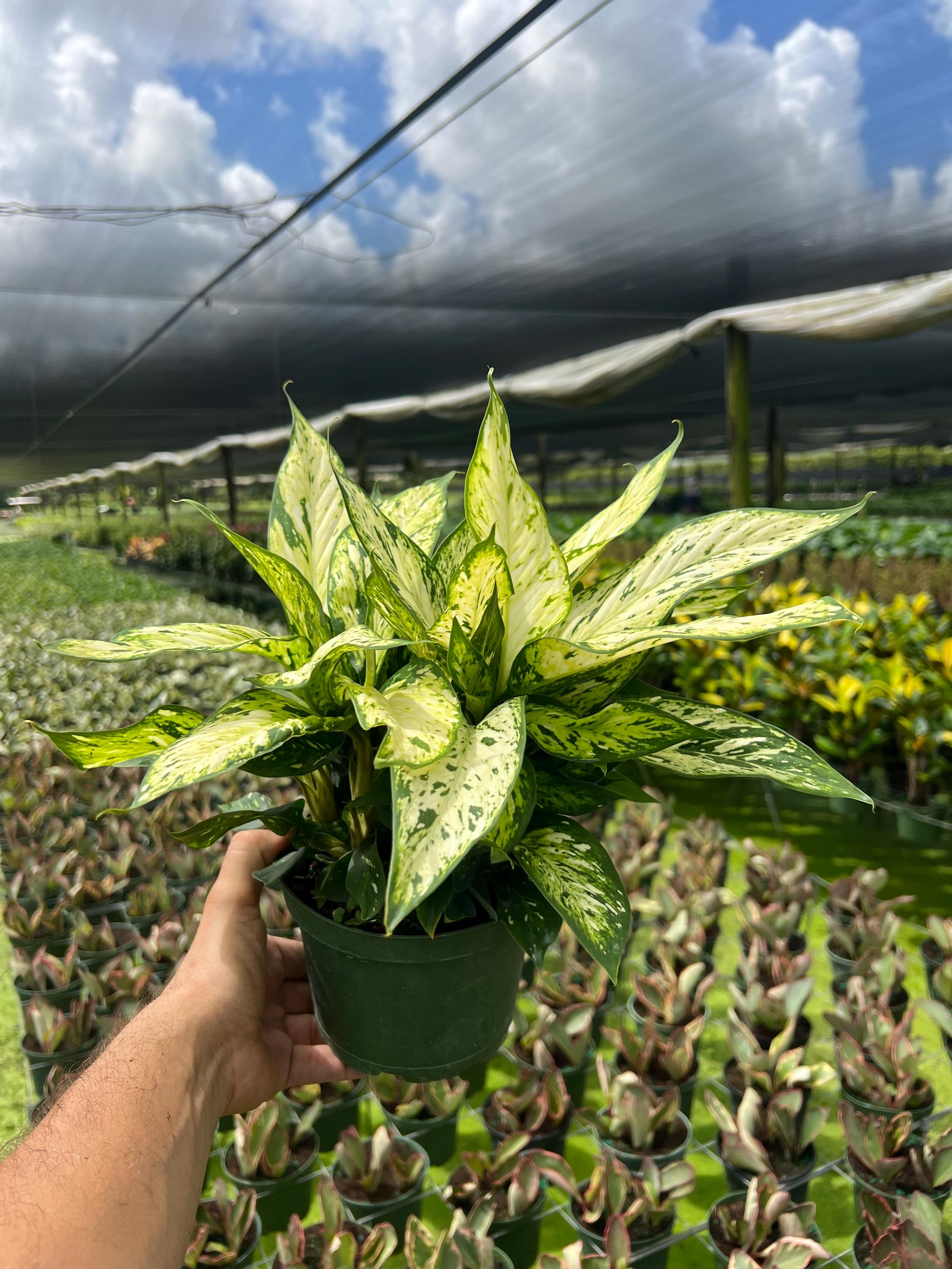 Dieffenbachia 'Starbright' 6"