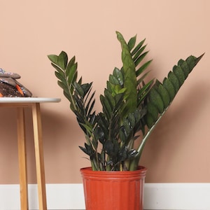 May include: A ZZ plant in a terracotta-colored plastic pot. The plant has dark green, glossy leaves and is set against a peach-colored wall. The pot has vertical ridges and a drainage hole near the bottom.