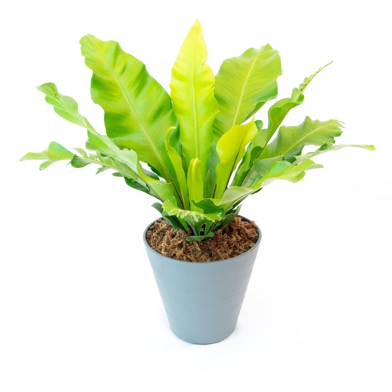 TheOddFrond Bird's Nest Fern