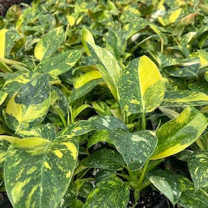 May include: Close-up of a collection of potted plants with large, heart-shaped leaves. The leaves are a vibrant green, speckled and splashed with bright yellow. The plants are in black pots, and the background is a blurred view of a greenhouse setting.