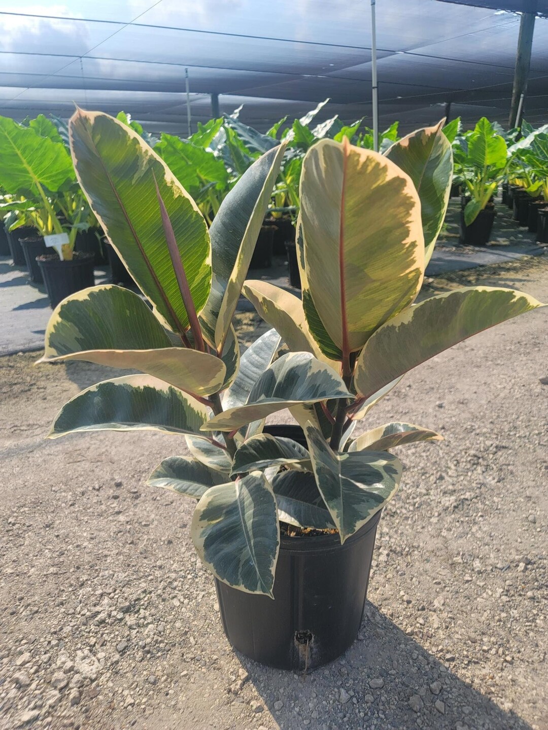 Ficus Tineke Bush | Multi Stem Rubber Plant | Elastica Tree | Indoor ...