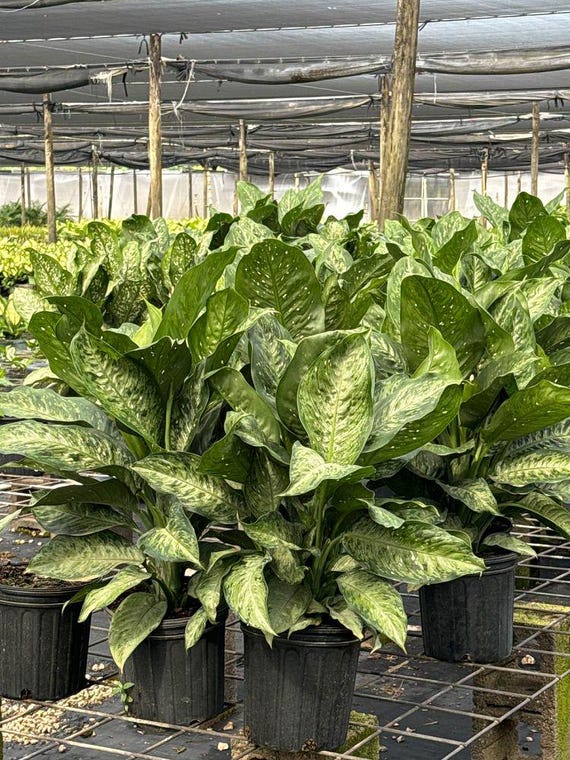 Dieffenbachia Memoria Corsii | Dumb Cane Plant | Indoor & Outdoor Live  Houseplant | Rooted Easy Care Plant in 8" Pot - Etsy
